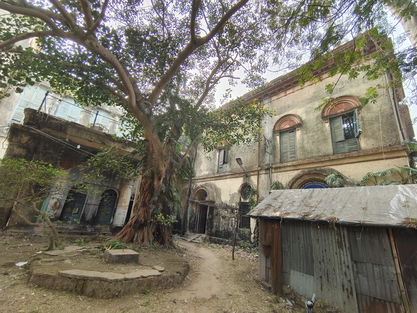 The old tree in front of our hostel